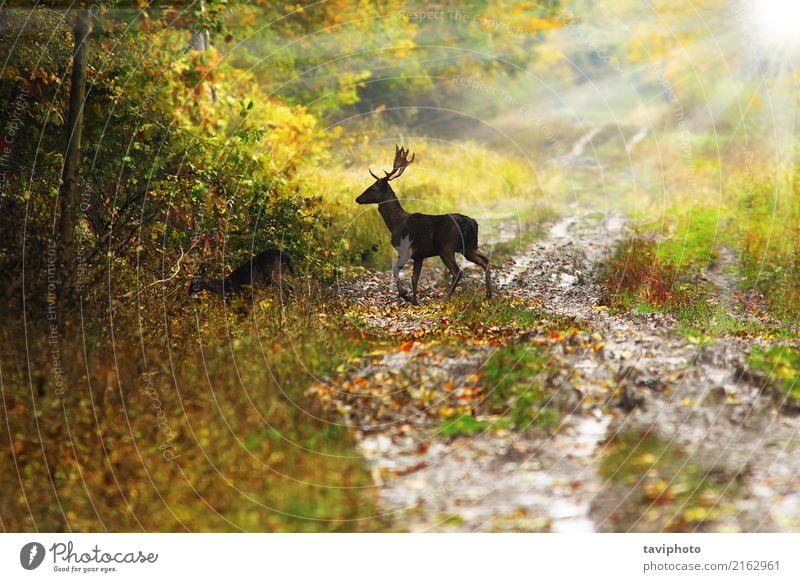 Damhirschdollar im schönen Dämmerungslicht Spielen Jagd Sonne Mann Erwachsene Umwelt Natur Landschaft Tier Herbst Baum Blatt Wald Straße Wege & Pfade natürlich