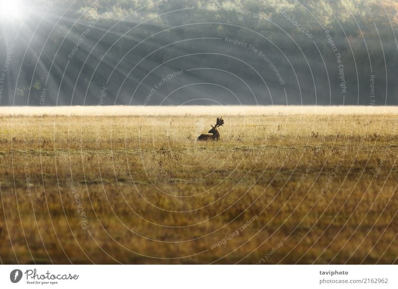 Damhirschhirsch im Sonnenaufgang orange Licht schön Spielen Jagd Umwelt Natur Landschaft Tier Horizont Herbst Nebel Baum Wald groß natürlich braun Farbe Hirsche