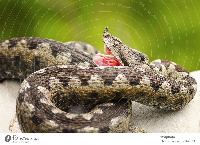 Vipera ammodytes zeigt seine Reißzähne Natur Tier Felsen Schlange Stein natürlich wild Angst gefährlich Natter Ottern Ammodyten Biss Treffer Reißzahn Gift