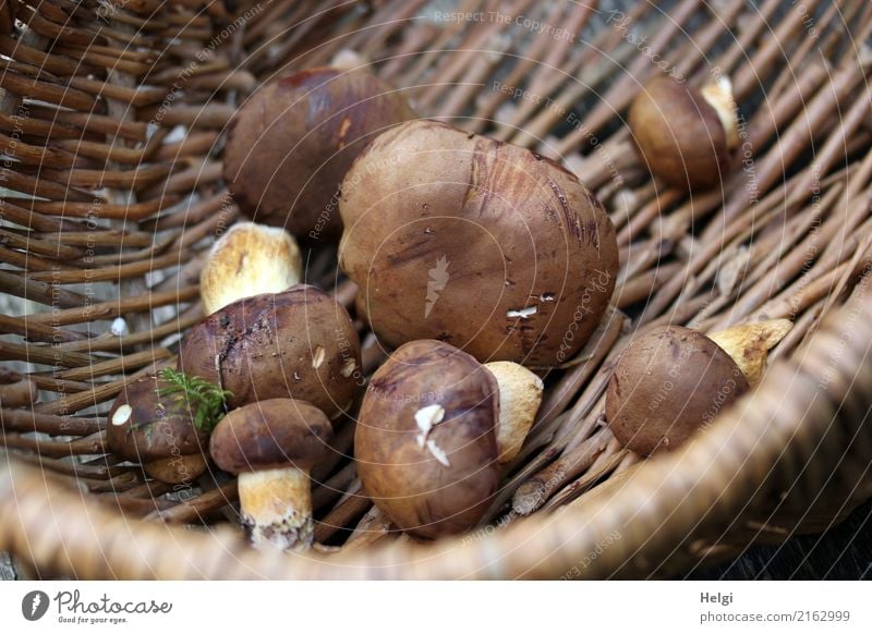 Ton in Ton | nicht gerade üppig ... Umwelt Natur Herbst Pilz Maronenröhrling Wald Korb Weidenkorb Holz liegen authentisch klein lecker natürlich rund braun gelb