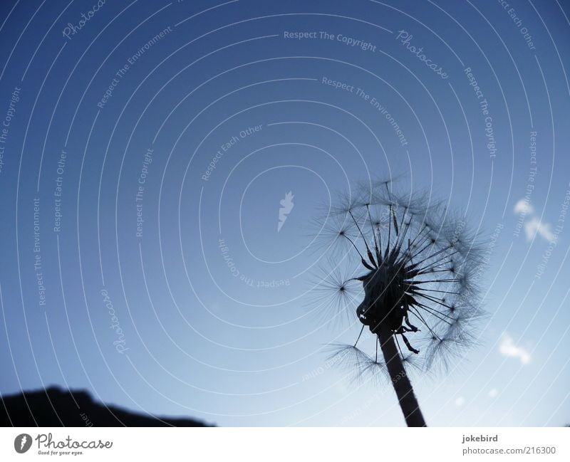 kirgisische Fallschirme Natur Pflanze Luft Himmel Wolken Löwenzahn Berge u. Gebirge ästhetisch Unendlichkeit blau schwarz Leichtigkeit Mobilität Verfall Ferne