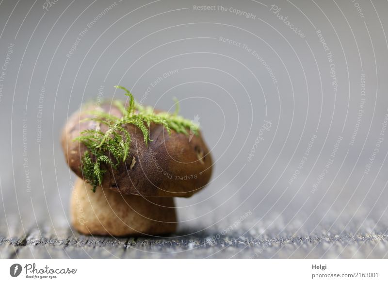 moosgrüner Hutschmuck Natur Herbst Moos Pilz Maronenröhrling Wald Holz festhalten stehen außergewöhnlich einzigartig klein natürlich braun grau