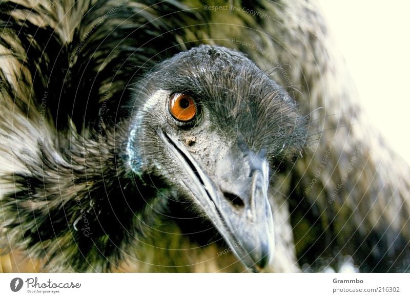 Emu Tier Vogel 1 Lächeln Freundlichkeit Neugier Auge Blick Farbfoto Außenaufnahme Tierporträt Feder Metallfeder Schnabel