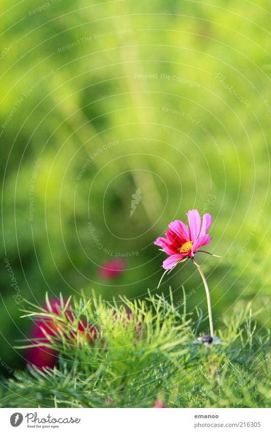 pink power flower Sommer Umwelt Natur Landschaft Pflanze Wasser Klima Schönes Wetter Blume Gras Sträucher Blatt Blüte Grünpflanze exotisch Wiese schön Wärme