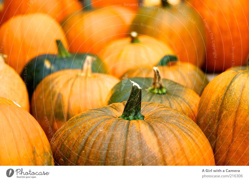 Gruselgemüsegemeinde Lebensmittel Gemüse Kürbis Kürbiszeit Kürbisgewächse Bioprodukte Vegetarische Ernährung Halloween Natur Herbst liegen fest frisch natürlich