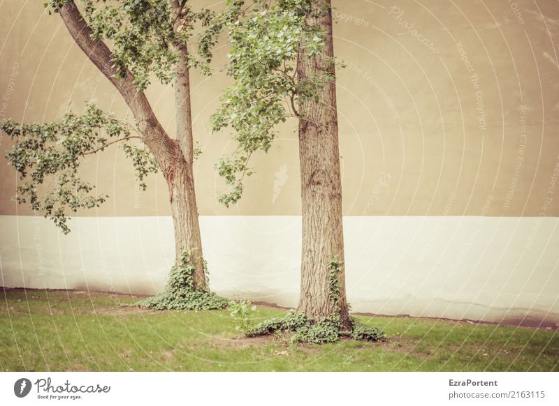 hinten im Hof Umwelt Natur Pflanze Baum Gras Stadt Haus Mauer Wand Fassade Beton Holz Linie grün Hinterhof 2 paarweise Baumstamm Efeu Traurigkeit Farbfoto