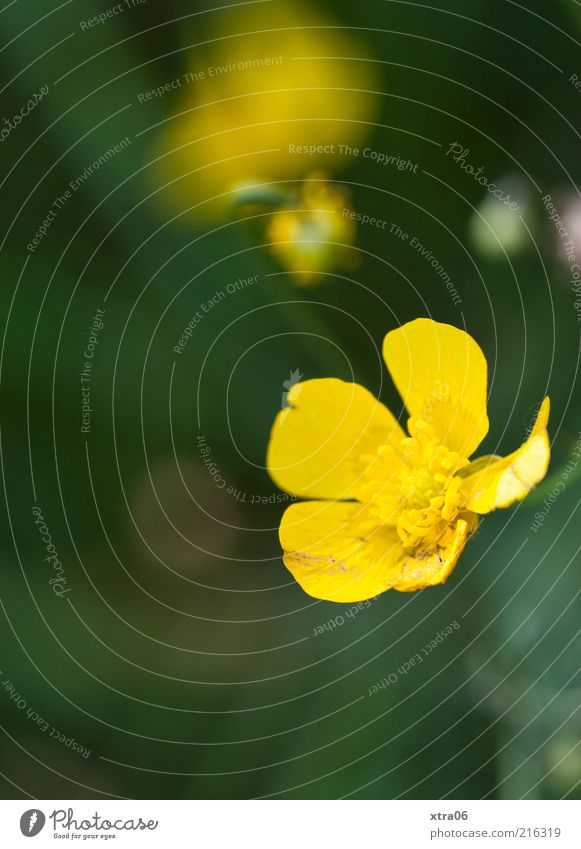 früh morgens Umwelt Natur Pflanze Blume Blüte gelb Farbfoto Außenaufnahme Nahaufnahme Detailaufnahme Textfreiraum unten Blütenblatt Blühend Makroaufnahme