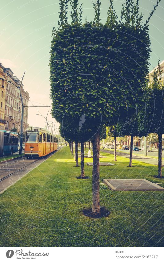 Baum-art Lifestyle Tourismus Städtereise Kunst Kunstwerk Kultur Natur Wiese Stadt Hauptstadt Stadtrand Altstadt Verkehrsmittel Verkehrswege