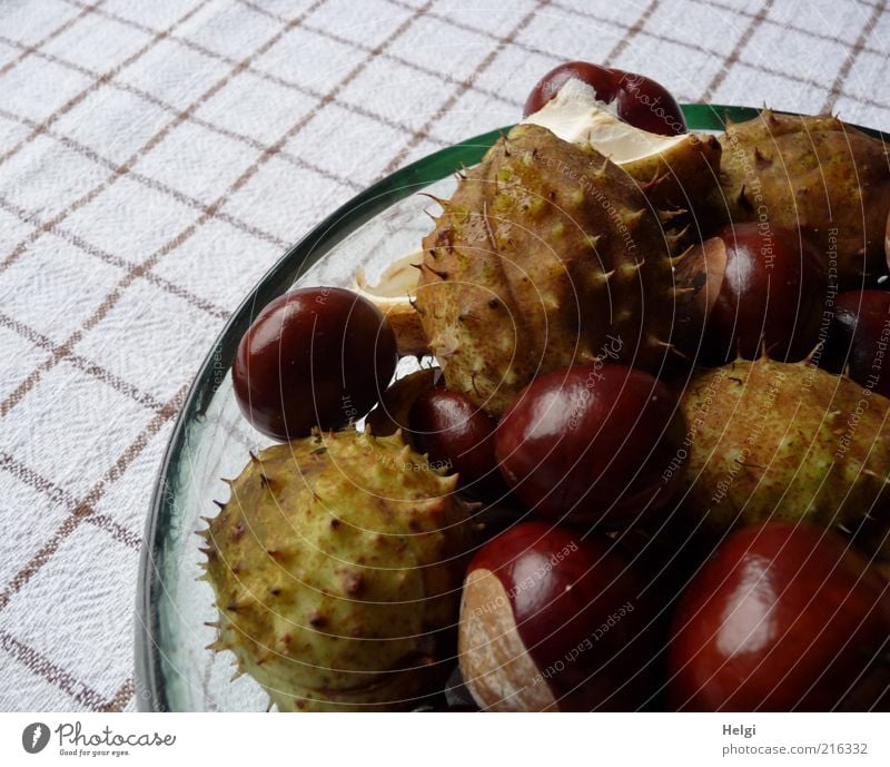 herbstlich... Natur Pflanze Herbst Kastanie Glas liegen ästhetisch einfach frisch klein natürlich rund braun grün weiß Dekoration & Verzierung kariert