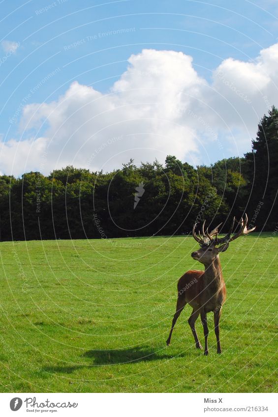 Platzhirsch Natur Tier Himmel Schönes Wetter Baum Gras Park Wiese Wald Wildtier 1 groß wild Hochmut Stolz ästhetisch Entschlossenheit Kraft Wildnis Hirsche