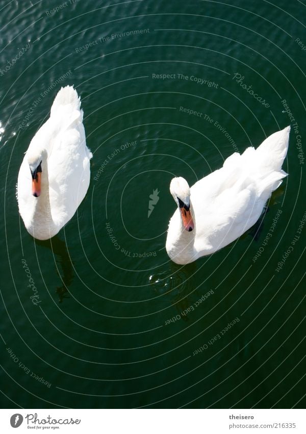 schwanensee Tier Wasser Sommer Schönes Wetter Teich Wildtier Schwan 2 Tierpaar Stolz eitel Farbfoto Außenaufnahme Menschenleer Tag Vogelperspektive Freisteller