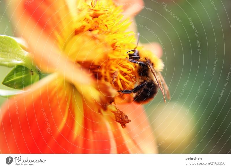 am ende des sommers Natur Pflanze Tier Sommer Schönes Wetter Blume Blatt Blüte Garten Park Wiese Wildtier Biene Flügel Hummel 1 Blühend Duft fliegen Fressen