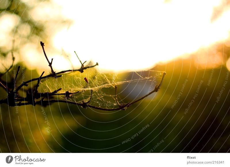 End of summer Natur Sommer Schönes Wetter Ast Spinnennetz Farbfoto Außenaufnahme Textfreiraum oben Abend Gegenlicht Schwache Tiefenschärfe Zweig Spinngewebe Tag