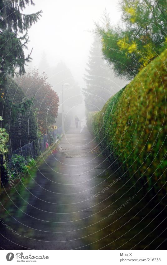 trübe Aussicht Herbst Klima schlechtes Wetter Nebel Regen Baum Garten Park Fußgänger Wege & Pfade dunkel gruselig kalt nass Endzeitstimmung Spaziergang