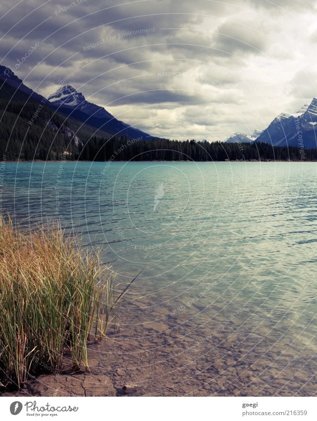 Uferzone Natur Landschaft Pflanze Erde Wasser Himmel Wolken Herbst schlechtes Wetter Wald Berge u. Gebirge Schneebedeckte Gipfel Seeufer Kanada Amerika kalt