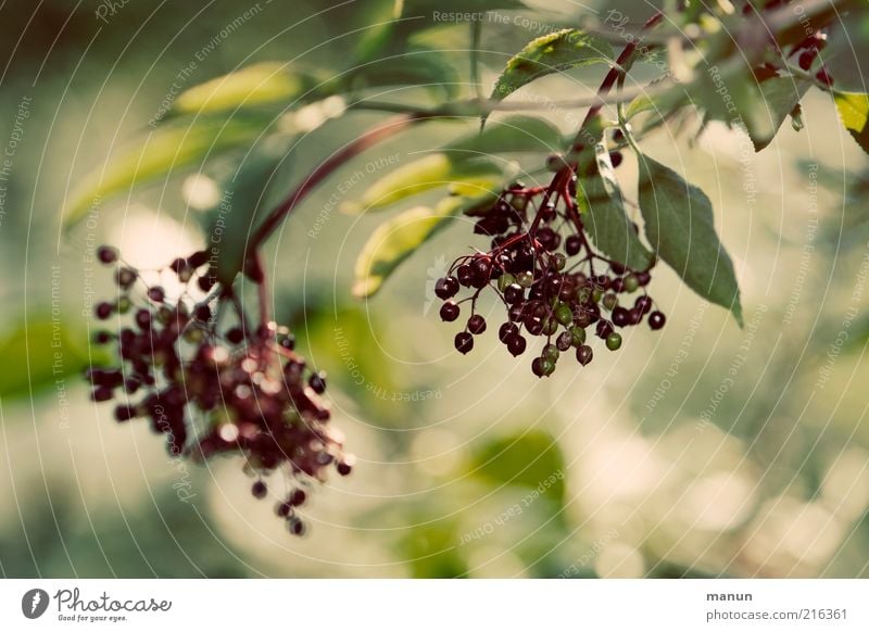 Holler Frucht Beeren Beerenfruchtstand Bioprodukte Umwelt Natur Herbst Nutzpflanze Holunderbusch Holunderbeeren Wachstum frisch Gesundheit gut natürlich saftig