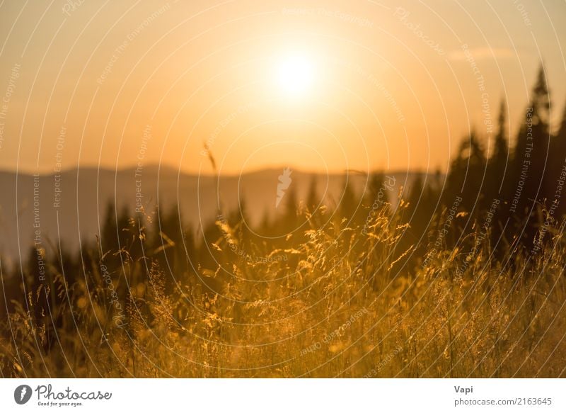 Trockenes Gras auf einem Feld bei Sonnenuntergang in den Bergen schön Ferien & Urlaub & Reisen Sommer Sommerurlaub Sonnenbad Berge u. Gebirge Umwelt Natur