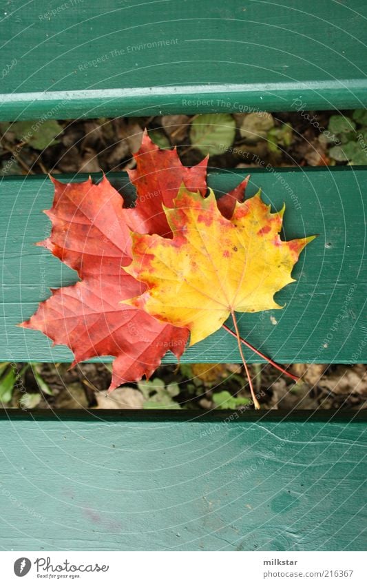 Ahorn auf Bank harmonisch Erholung ruhig Freizeit & Hobby Ausflug Dekoration & Verzierung Natur Pflanze Herbst Wetter Blatt Grünpflanze Ahornblatt Duft verblüht