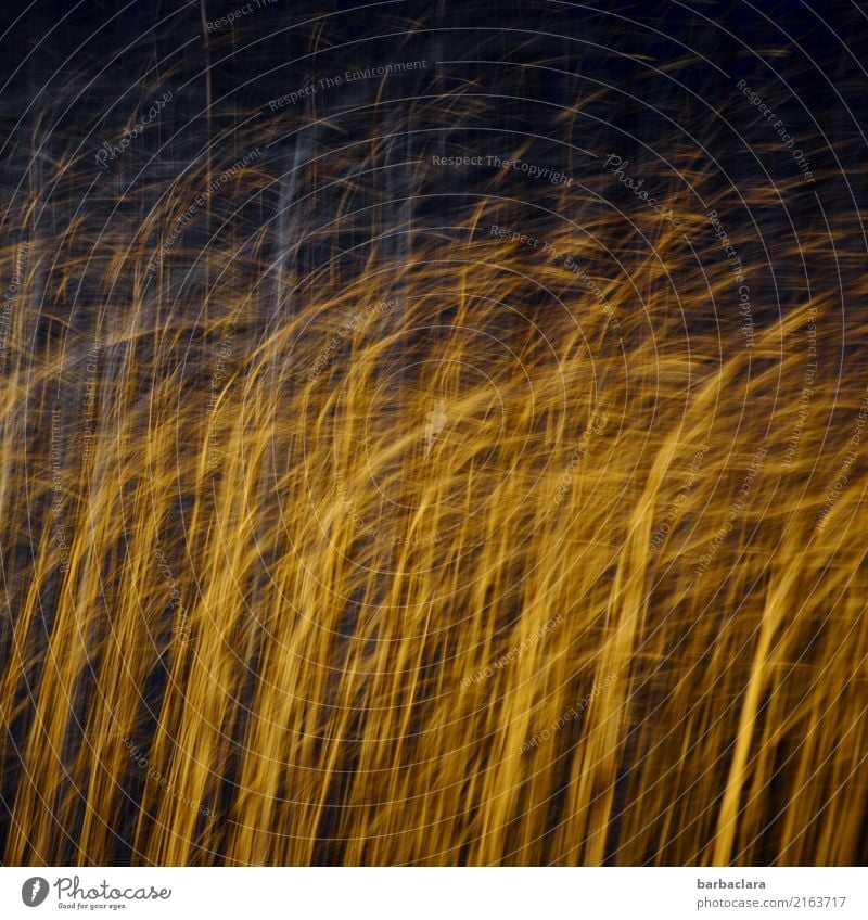 Ein Feuerwerk zum Geburtstag Feste & Feiern Sonne Tür Glas Gold Linie außergewöhnlich blau Stimmung Bewegung Energie Farbfoto Innenaufnahme Detailaufnahme