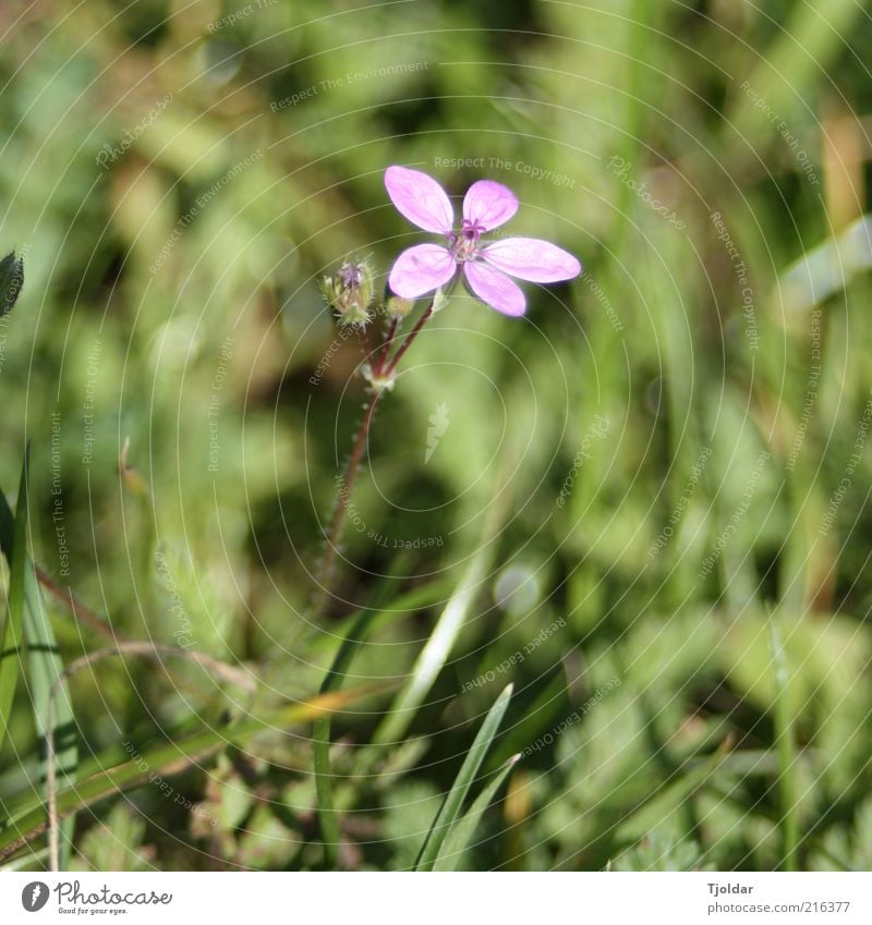 Unkraut vergeht nicht Pflanze Blüte Wildpflanze violett rosa Wiese Farbfoto Außenaufnahme Nahaufnahme Abend Licht Sonnenlicht Menschenleer Unschärfe 1 Tag