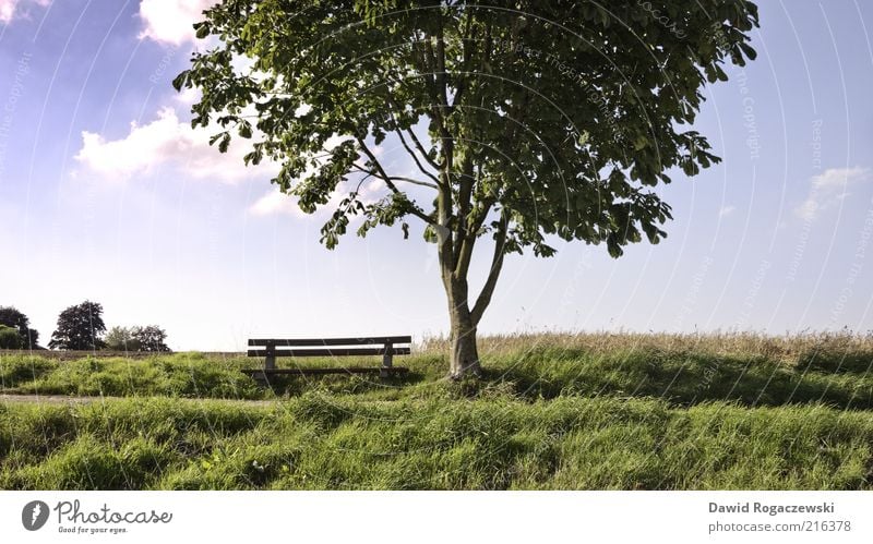 Holzbank am Baum Sommer Landschaft Himmel Schönes Wetter Blatt Wiese Feld Arnsberg Menschenleer Bank leuchten Wachstum ästhetisch blau grün ruhig Erholung Natur