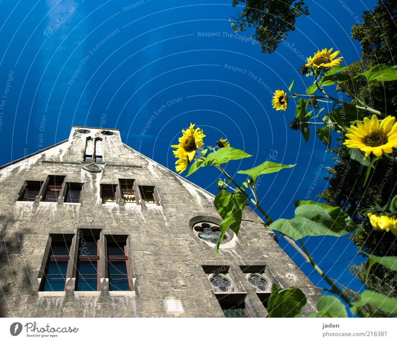 schöner wohnen. Stil Haus Pflanze Blume Bauwerk Gebäude Architektur Mauer Wand Fassade Fenster Duft blau gelb Lebensfreude Sympathie Wachstum Sonnenblume Tag