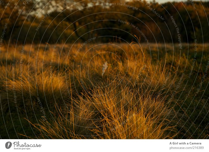 Rhöngold Umwelt Natur Landschaft Pflanze Herbst Baum Gras Wiese Wald Moor Sumpf leuchten Freundlichkeit natürlich Sauberkeit trocken wild mehrfarbig gelb Idylle