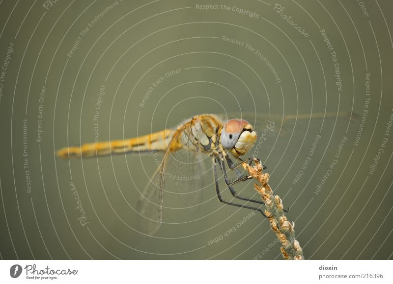 Sympetrum meridionale (Weibchen) Pflanze Gras Tier Flügel Libelle Libellenflügel Facettenauge Insekt 1 beobachten hocken sitzen klein gelb Natur festhalten