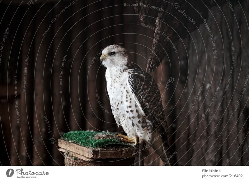 Falke Merlyn Tier Wildtier Falken Feder Schnabel Greifvogel 1 Holz beobachten hocken Blick warten braun weiß Farbfoto Textfreiraum links Textfreiraum rechts