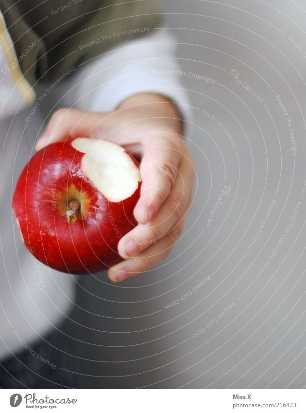 der kleiner Mann lebt gesund II Lebensmittel Frucht Apfel Ernährung Bioprodukte Mensch Kind Kleinkind Kindheit Hand Finger 1 1-3 Jahre Gesundheit lecker süß