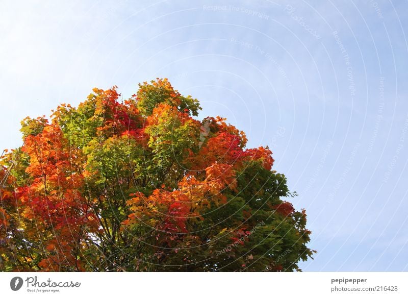 herbstkrone Ferien & Urlaub & Reisen Ausflug Ferne Natur Landschaft Pflanze Luft Himmel Wolkenloser Himmel Sonnenlicht Wetter Schönes Wetter Baum alt leuchten