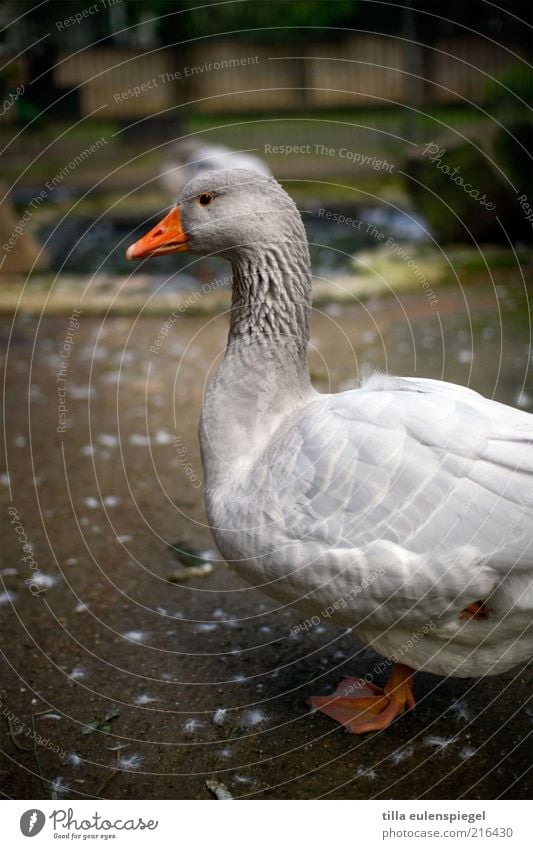 Weihnachten ist Deadline Nutztier Zoo 1 Tier stehen warten natürlich grau Wachsamkeit tierisch Gans einbeinig geduldig Profil Außenaufnahme Tierporträt