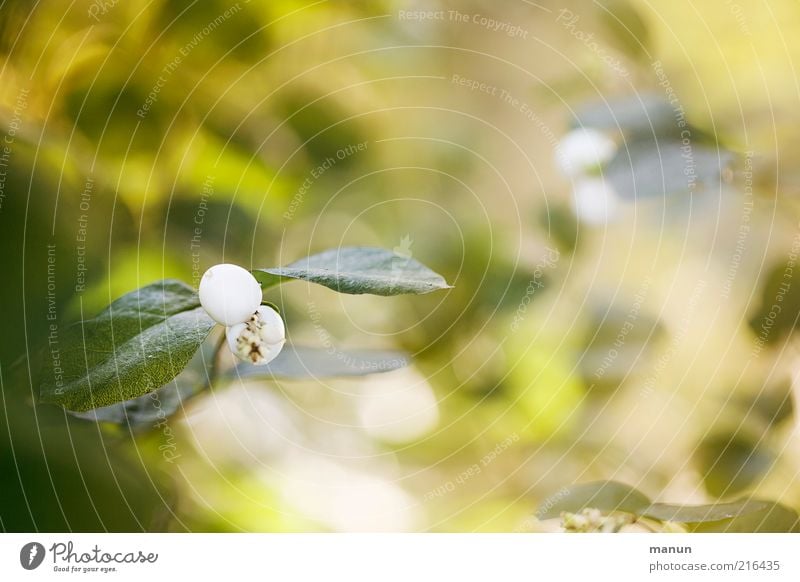 Knallbonbons Natur Herbst Pflanze Sträucher Blatt Wildpflanze herbstlich Fruchtstand Wachstum hell natürlich schön Farbfoto Außenaufnahme Tag Sonnenlicht