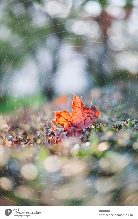 Ahornblatt Natur Herbst Blatt Herbstlaub herbstlich Herbstfärbung Herbstbeginn leuchten liegen Farbfoto Außenaufnahme Tag Reflexion & Spiegelung