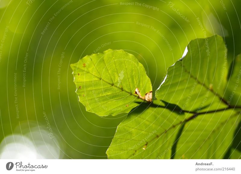 Buchenzweig Umwelt Natur Pflanze Blatt grün Umweltschutz Herbstlaub Textfreiraum Buchenblatt Oktober Gegenlicht leuchten Herbstbeginn Herbstfärbung Zweig