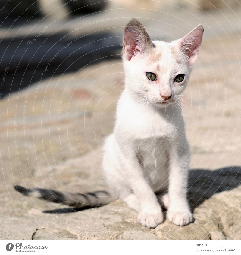 Trauriges Kätzchen Tier Haustier Katze 1 Tierjunges sitzen klein niedlich rosa weiß Gefühle Tierliebe Traurigkeit Sorge Schmerz Trauer Gedeckte Farben