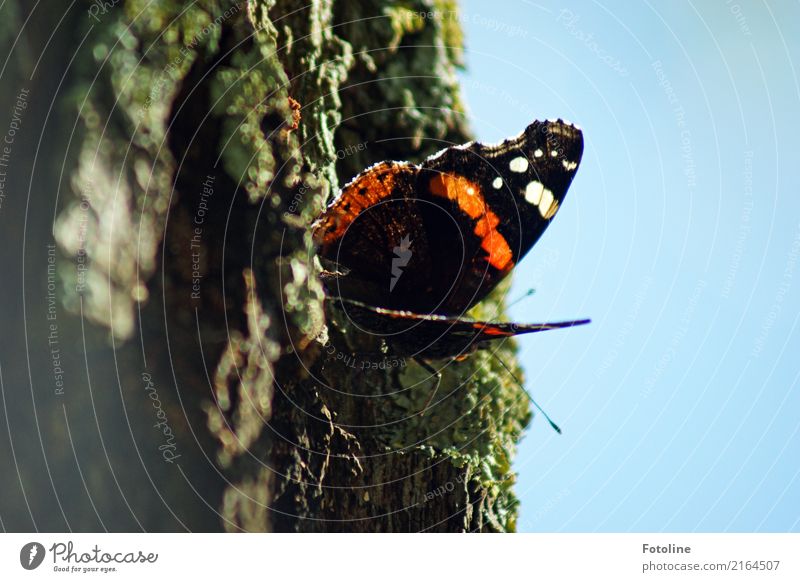 kleiner Flattermann Umwelt Natur Pflanze Tier Himmel Wolkenloser Himmel Sommer Baum Park Wildtier Schmetterling Flügel 1 frei hell nah natürlich blau mehrfarbig