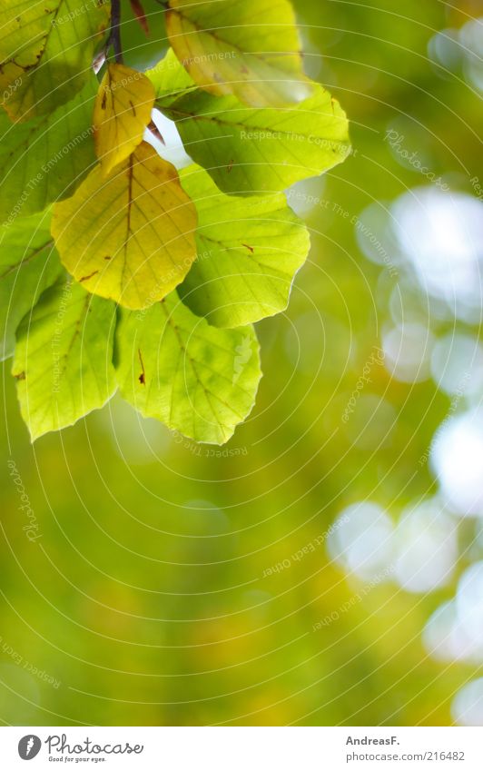 Herbstfarben Umwelt Natur Pflanze Blatt grün Buche Buchenblatt Herbstlaub Herbstfärbung Unschärfe Zweig Blätterdach Textfreiraum Farbfoto Außenaufnahme