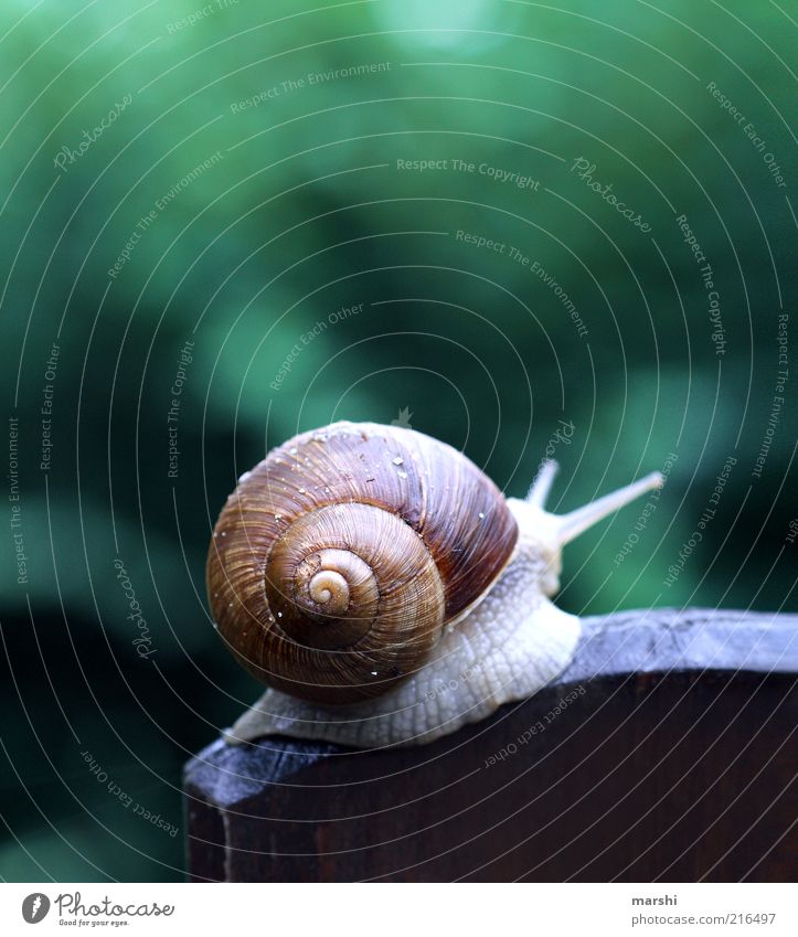 in der Ruhe liegt die Kraft Umwelt Tier Garten Schnecke 1 grün Weinbergschnecken Ekel Schneckenhaus Fühler Unschärfe Farbfoto Außenaufnahme Holzbrett