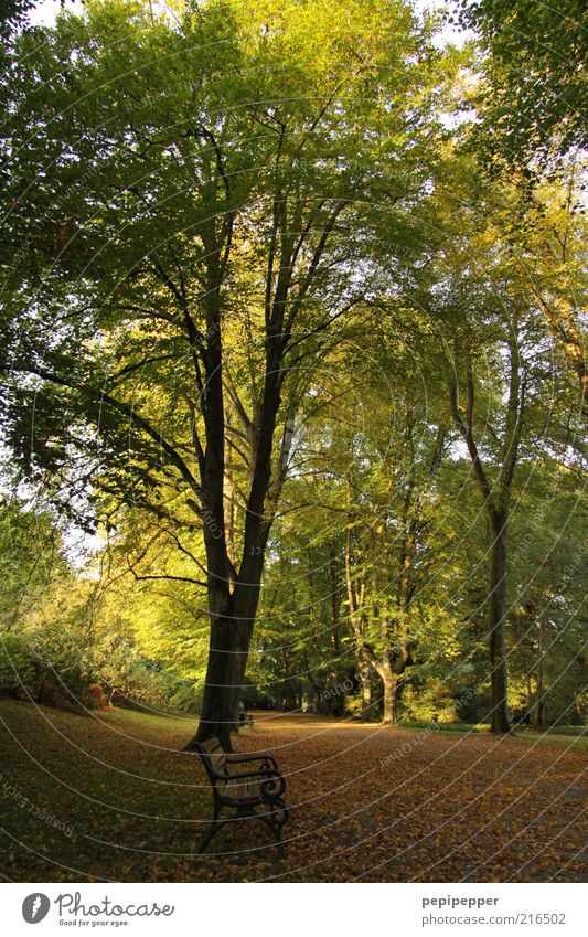 herbstruhe Freizeit & Hobby Ferien & Urlaub & Reisen Ausflug Freiheit Umwelt Natur Landschaft Pflanze Erde Sonne Sonnenlicht Herbst Wetter Schönes Wetter Baum