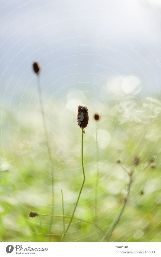 Sommerüberbleibsel Gesundheit Natur Herbst Schönes Wetter Pflanze Gras Sträucher Wildpflanze Wiese glänzend verblüht hell schön sommerlich herbstlich