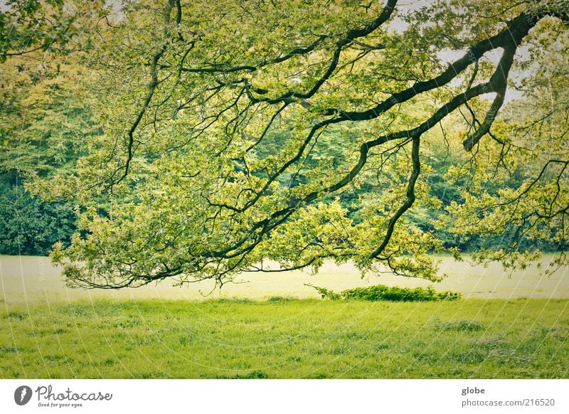 Schwarzer Blitz - Grüner Himmel Natur Baum Park Wiese Wald ästhetisch grün Farbfoto Außenaufnahme Menschenleer Tag Kontrast Zweige u. Äste Textfreiraum unten