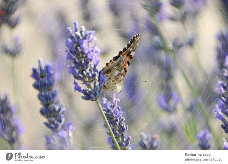 Flieder Natur Pflanze Frühling Sommer Blume ästhetisch authentisch frei frisch nachhaltig niedlich schön wild grün violett Frühlingsgefühle Romantik Leben