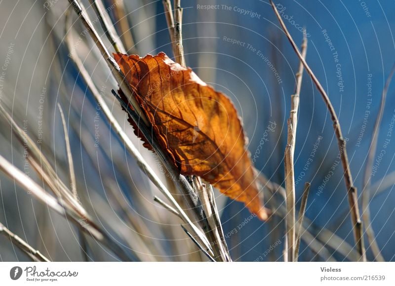 gefallen und verfangen Natur Herbst Blatt dehydrieren frisch blau braun Gefühle Farbfoto Licht Schatten Unschärfe vertrocknet herbstlich Herbstlaub Ast Gras