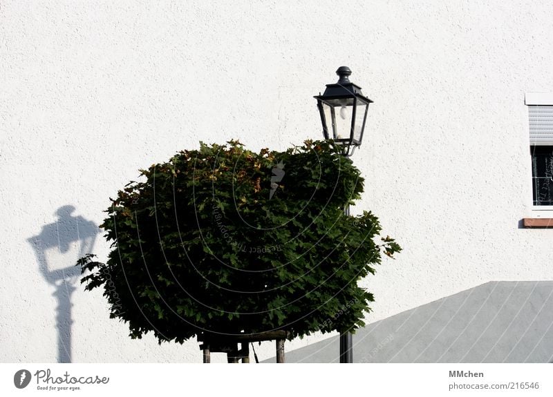 Das Licht und sein Schatten Baum Haus Fassade entdecken ruhig Laterne Baumkrone weiß Fenster Mauer Farbfoto Außenaufnahme Textfreiraum oben Tag Sonnenlicht