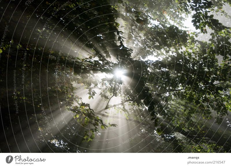 Shine on Natur Urelemente Sonne Nebel Baum Zeichen leuchten frisch Gefühle Lebensfreude Ewigkeit Klima mystisch Märchenwald Farbfoto Außenaufnahme