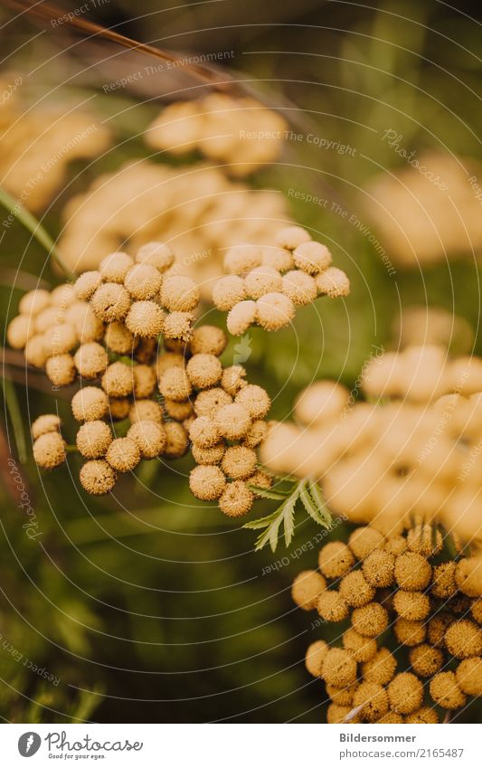 Wurmkraut Natur Pflanze Gras Wiese Feld gelb grün orange rainfarn Kräuter & Gewürze Alternativmedizin Heilpflanzen Waldspaziergang Korbblütengewächs Unschärfe