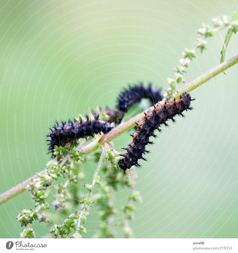 pärchen Tier 2 grün schwarz Raupe Insekt Pflanze Grünpflanze Farbfoto Außenaufnahme Nahaufnahme Detailaufnahme Makroaufnahme Textfreiraum links