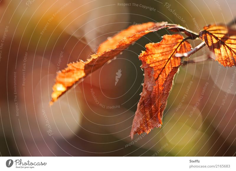 Buchenblätter im Herbstlicht Blatt Herbstlaub Herbstblätter herbstlich warme Herbstfarben Herbstfärbung Herbstgefühl herbstliche Impression warme Farben