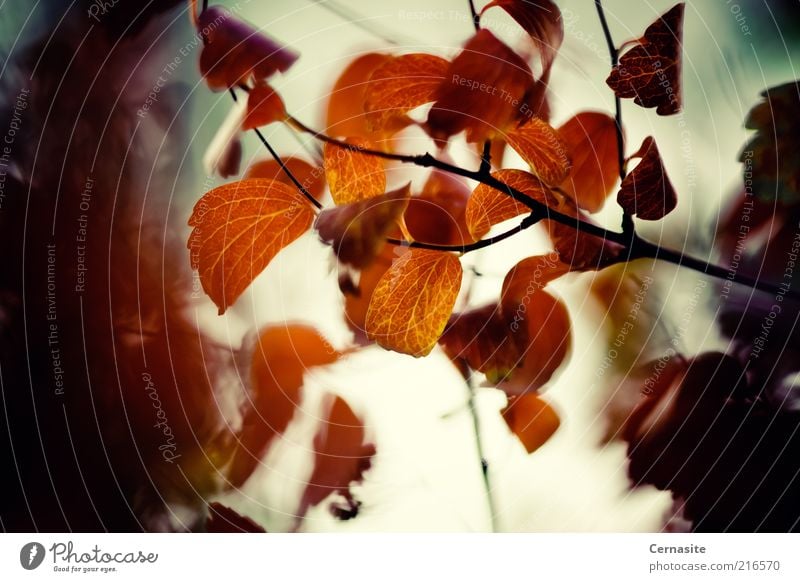 Ein Moment der Depression Umwelt Natur Pflanze Feuer Sonnenlicht Herbst Baum Blatt ästhetisch bedrohlich gruselig natürlich trocken braun gelb gold Gefühle